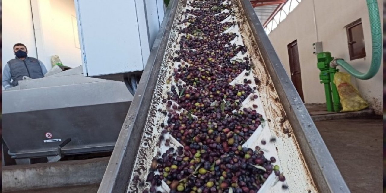 Zeytin Bahçeleri Tarıma Dayalı Sanayiyi Geliştiriyor