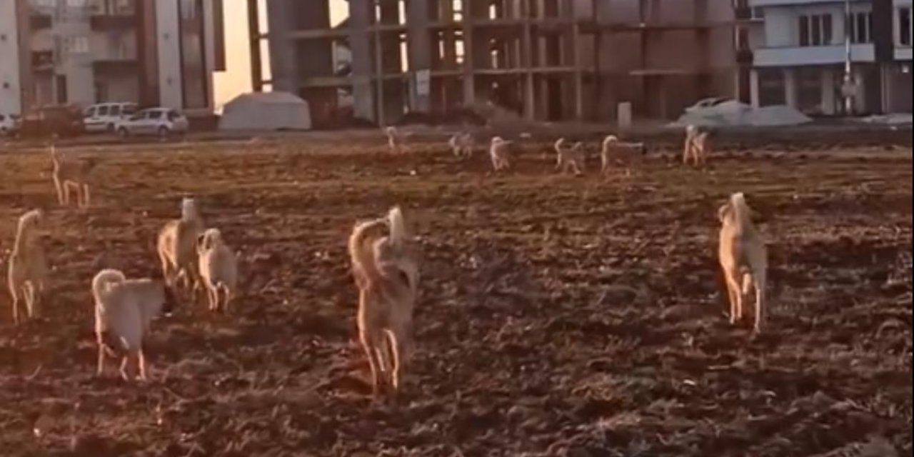 Kahta'daki Başıboş Köpekler Vatandaşları Tedirgin Ediyor