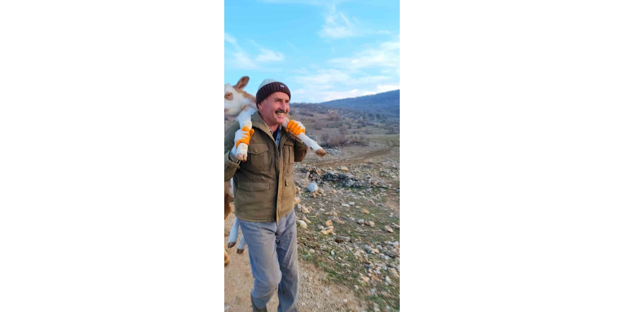 Dağda Doğan Buzağıyı 5 Kilometre Sırtta Taşıyarak Eve Getirildiler