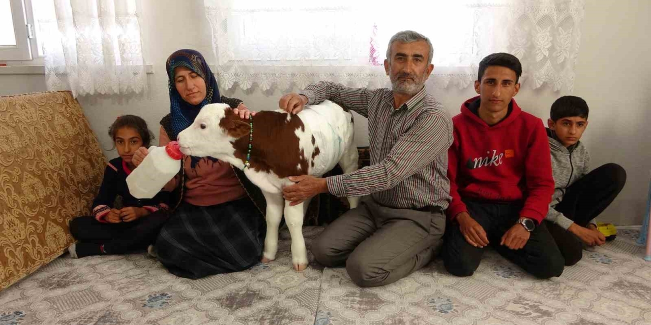 Erken Doğan Buzağıya Çocukları Gibi Bakıyorlar