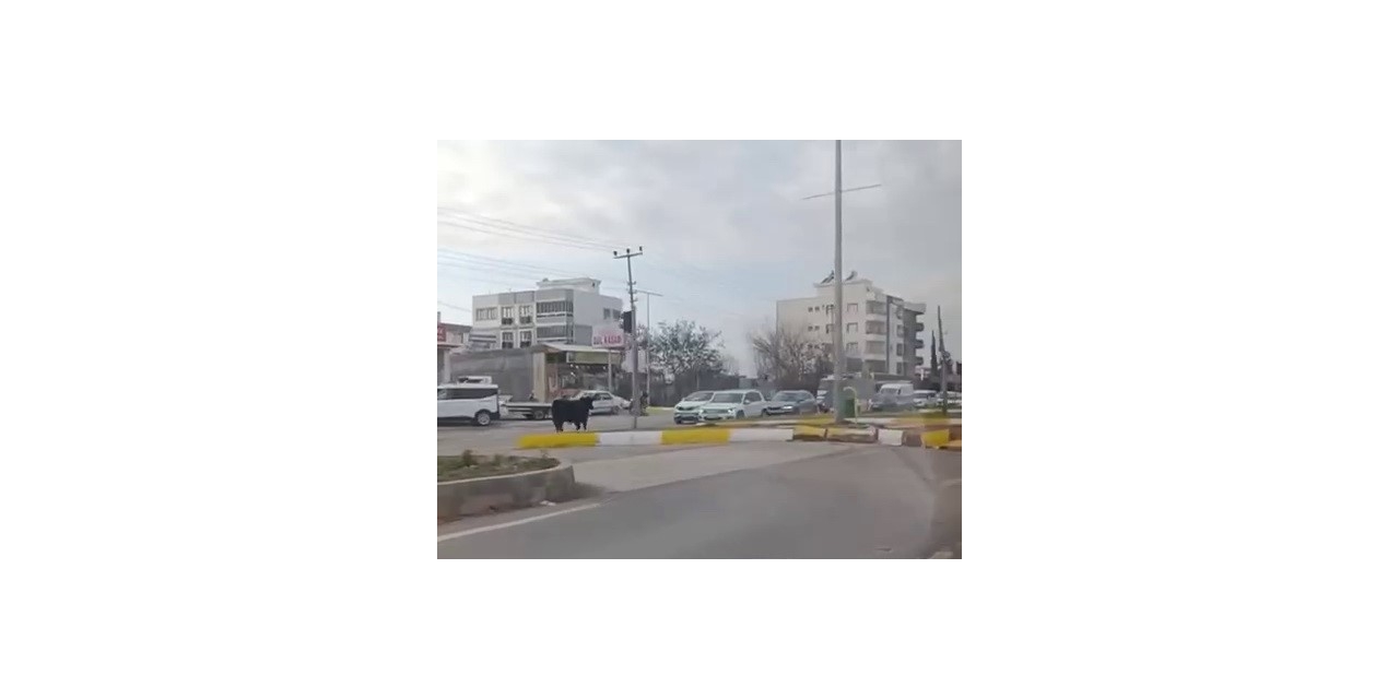 Kaçan İnek Trafiği Bir Birine Kattı