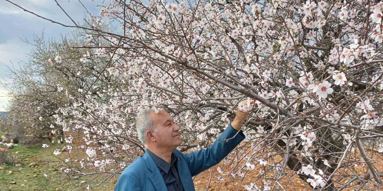 Araban’a Bahar Erken Geldi
