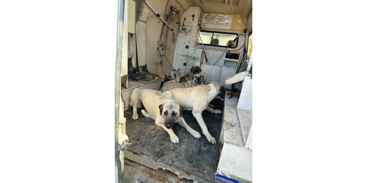 Kahta’da Başıboş Sokak Köpekleri Toplanıyor