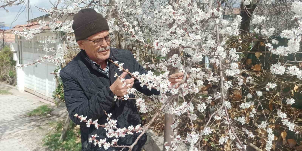 Malatya’da Kayısı Üreticileri Zirai Don Tehlikesiyle Karşı Karşıya