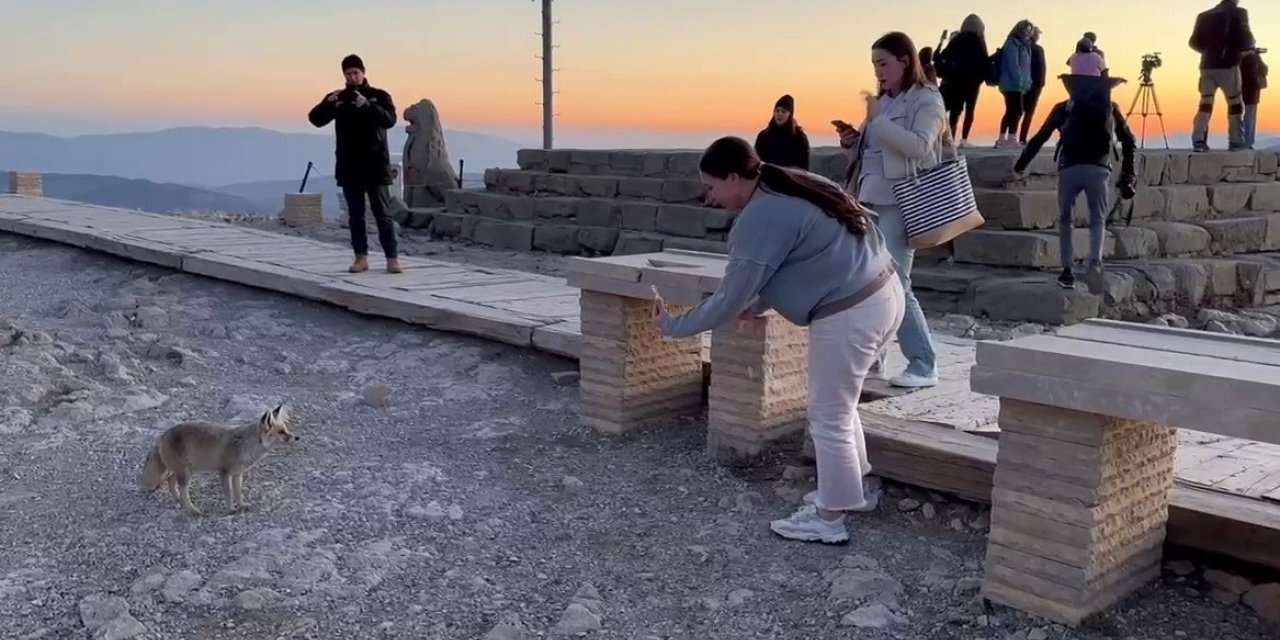 Nemrut Dağı’ndaki Sevimli Tilki, Yerli Ve Yabancı Turistlerin İlgi Odağı Oldu