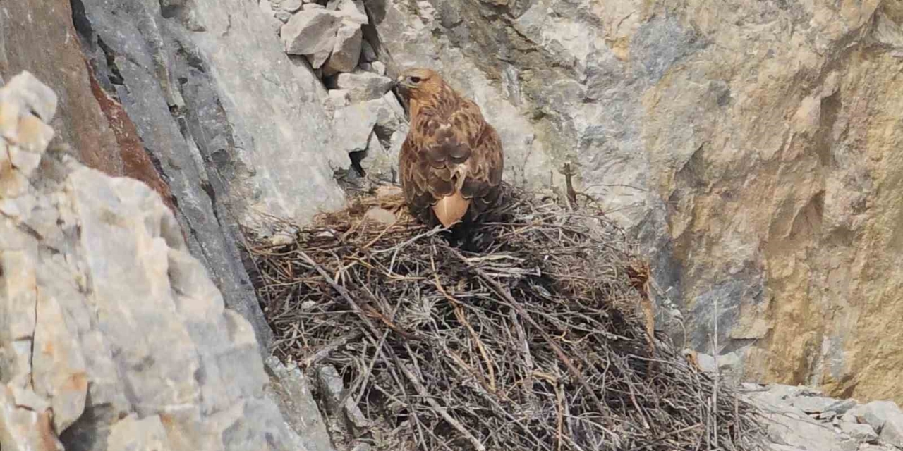 Kızıl Şahin Yavrusu Son Anda Kurtarıldı