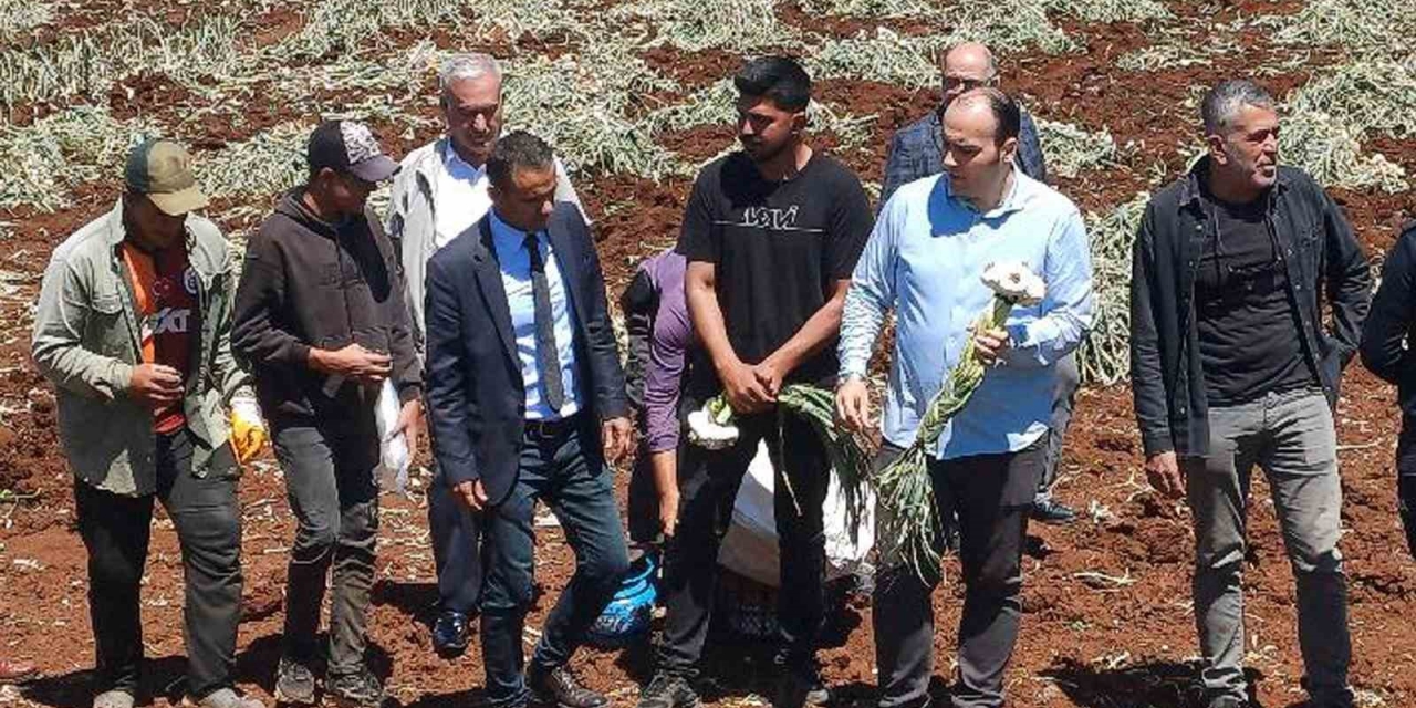 14 Mayıs Dünya Çiftçiler Günü Sarımsak Tarlasında Kutlandı