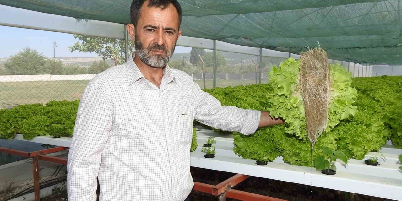 70 Günde Yetişen Marulu Topraksız Tarımla 30 Günde Üretiyor