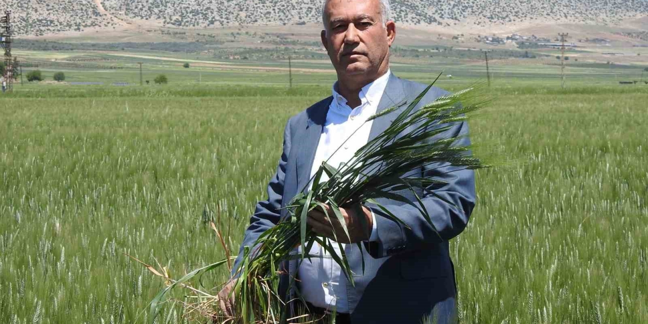 Araban Buğdayı Çiftçinin Yüzünü Güldürüyor