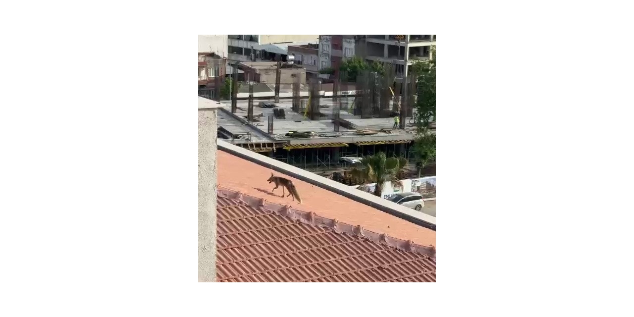 Çatıya Çıkan Tilki Ekipleri Harekete Geçirdi
