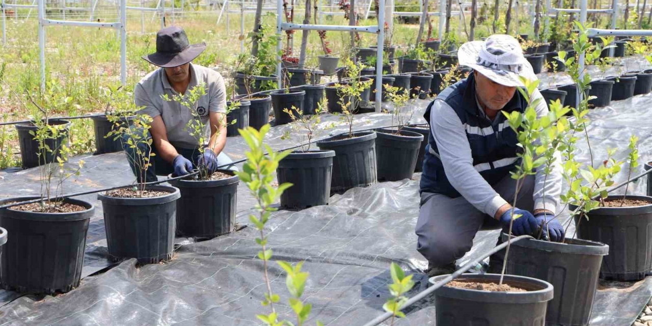 Diyarbakır’da Yaban Mersini Ve Aronya Üretimi İçin Çalışma Başlatıldı