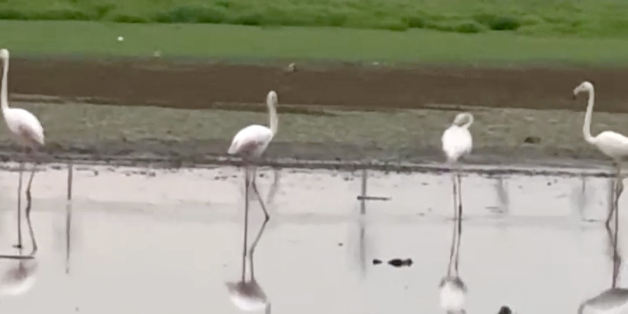 280 Türden Fazla Kuşa Ev Sahipliği Yapan Diyarbakır’da Uzun Yıllar Sonra Flamingo Görüldü