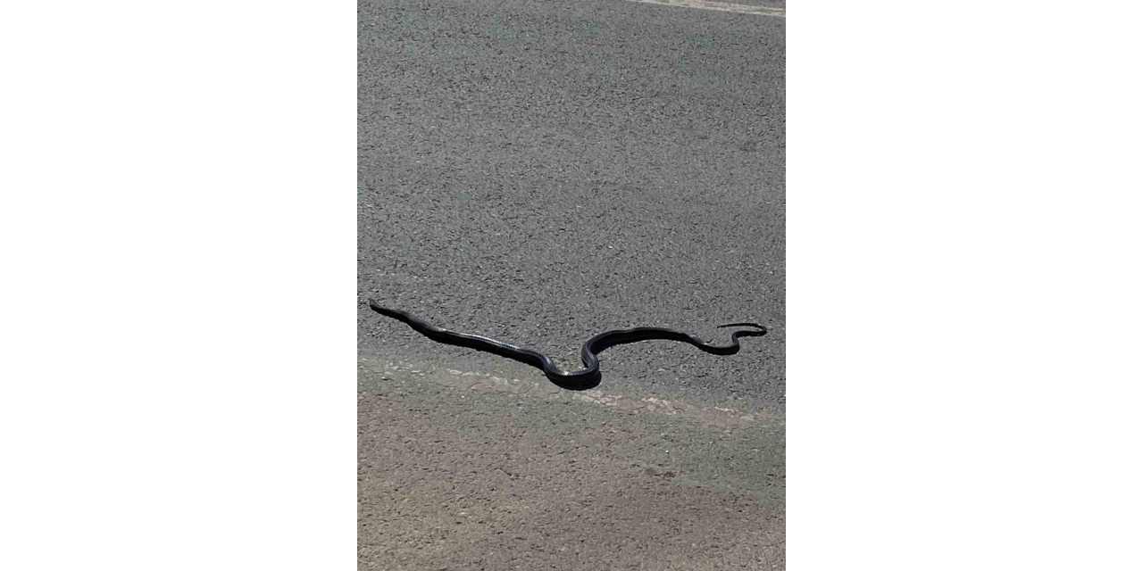 Karayılan Yoğun Trafiğin Arasında Telef Oldu