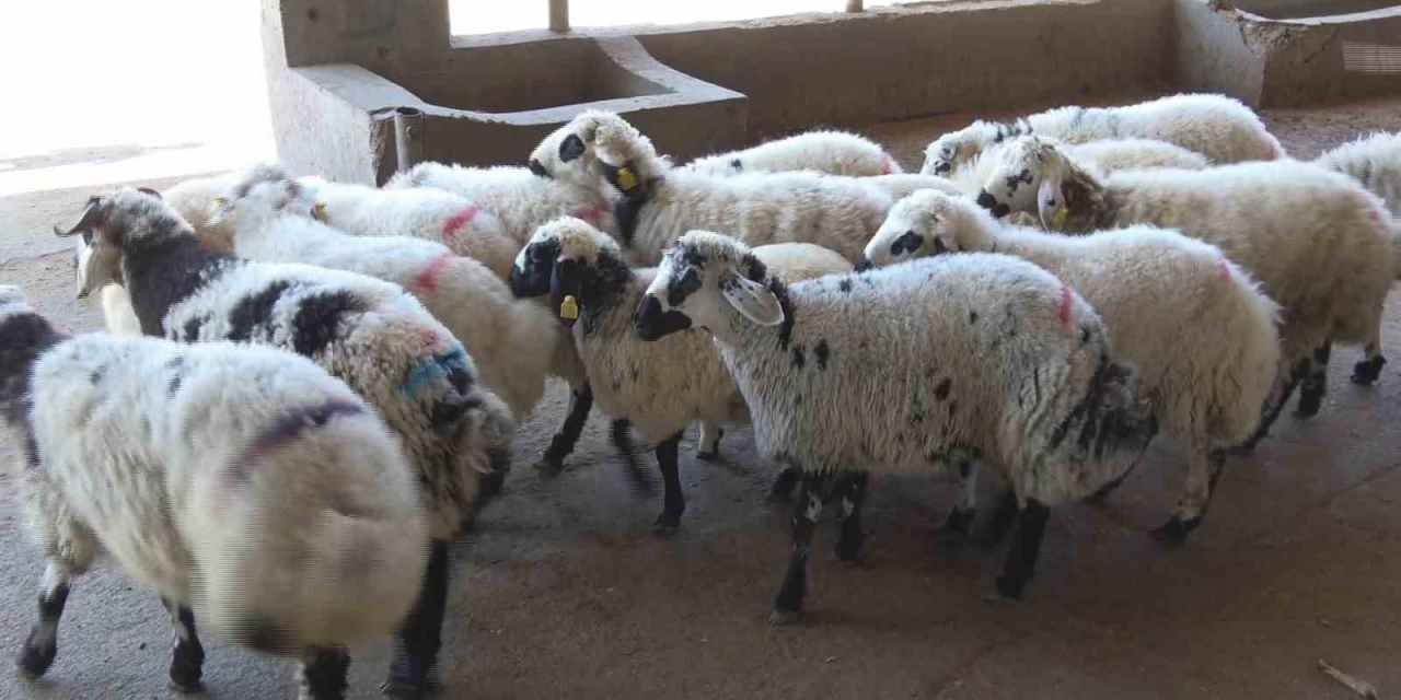 Diyarbakırlı Kasaptan "kasaplık Belgesi Olmayan Bıçağı Alıp Çıkmasın" Uyarısı