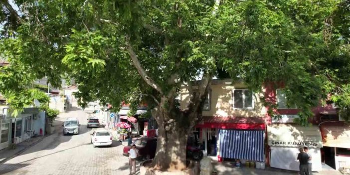 ‘Anıt Ağaç’ Olarak Tescillenen 600 Yıllık Çınar Tut İlçesinin Simgesi