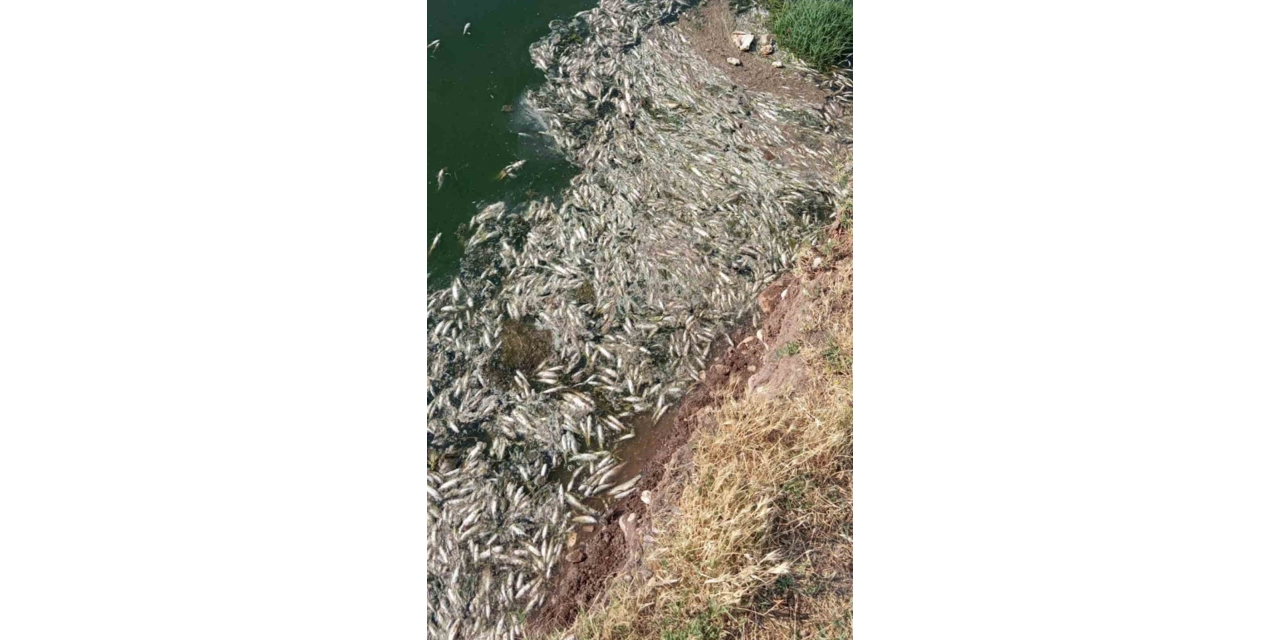 Araban Karasu Çayı’ndaki Balık Ölümleriyle İlgili İnceleme Başlatıldı