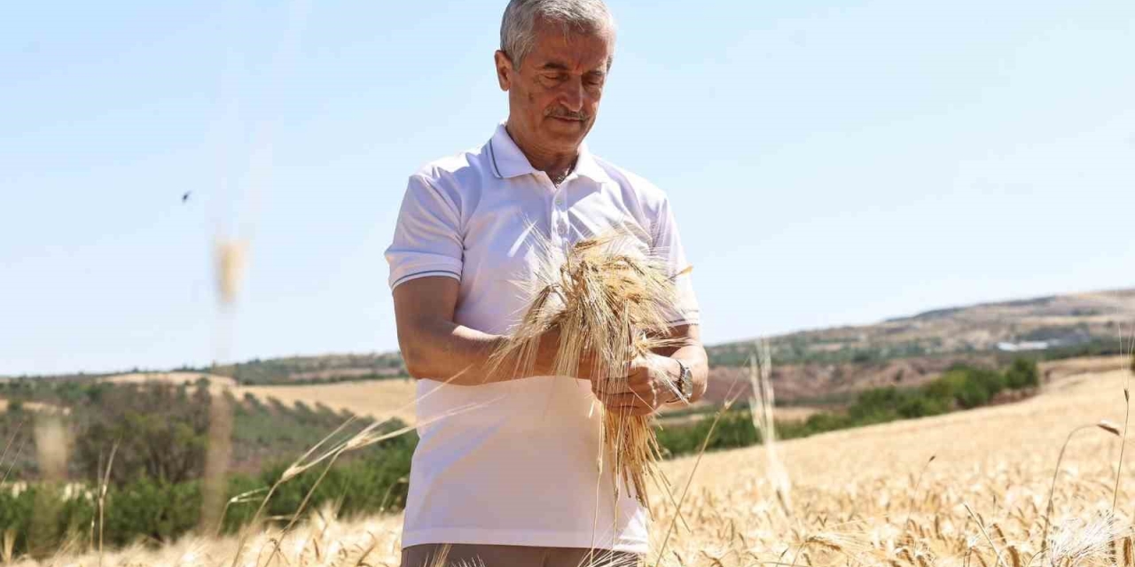 Şahinbey Belediyesi’nin Dağıttığı Arpalarda Hasat Sevinci Yaşanıyor
