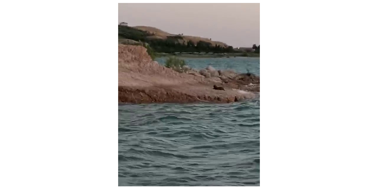 Samsat’t Su Samuru Görüldü