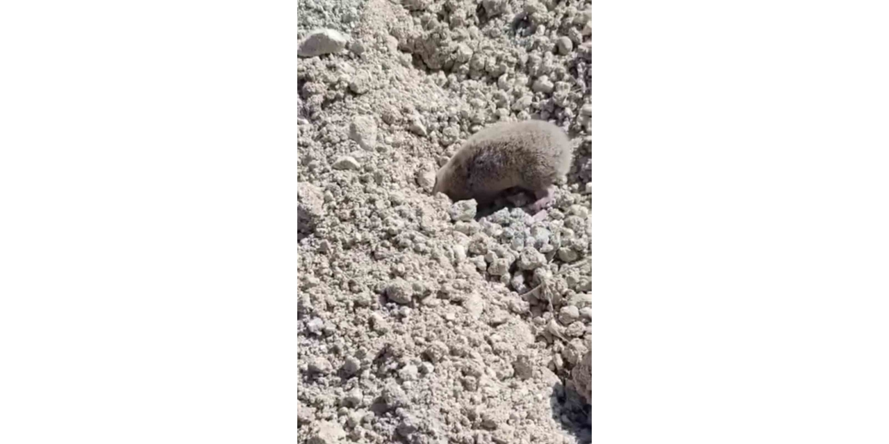 Toprağı Eşeleyip Ortadan Kayboldu