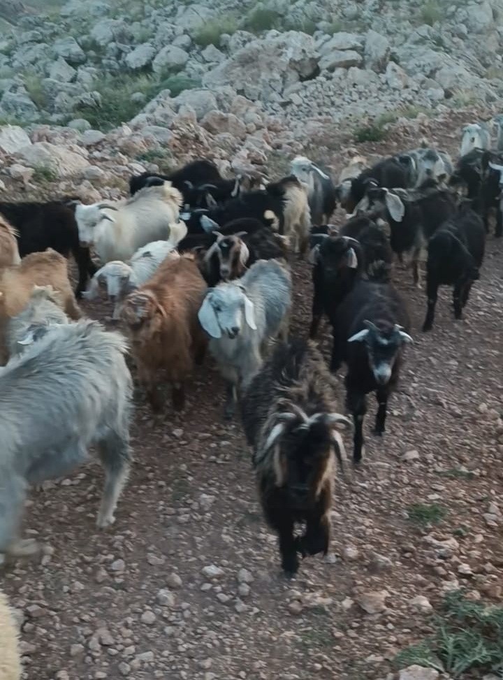 Kaybolan 38 Küçükbaşın Bulunması İçin Yardım Bekleniyor