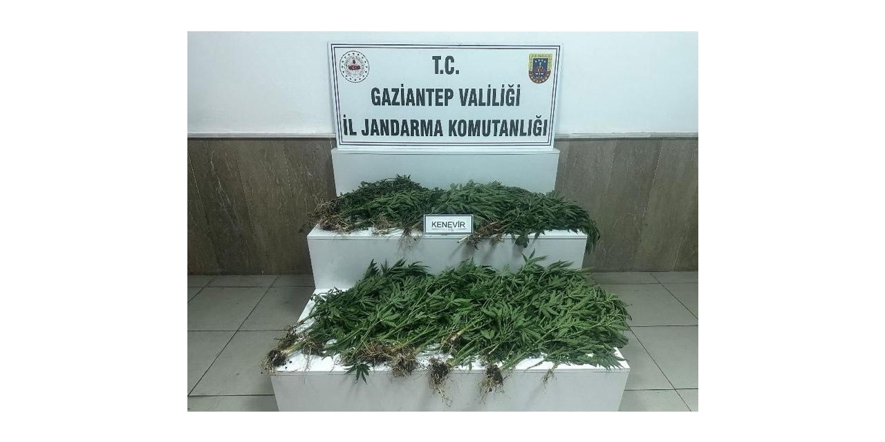 Gaziantep’te 403 Kök Kenevir Ele Geçirildi: 14 Gözaltı