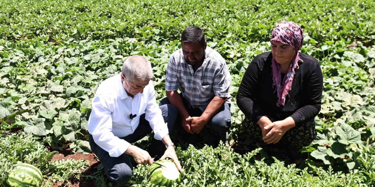 Başkan Tahmazoğlu, Tarlada Patlıcan Ve Biber Hasadına Katıldı