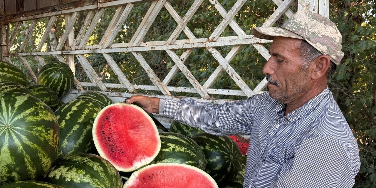 Suruç Ovası’nda Yerli Karpuzun İlk Hasadı Buruk Başladı