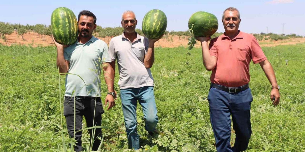 Türkiye’nin En Lezzetli Karpuzlarından Biri Şanlıurfa’da Yetişiyor