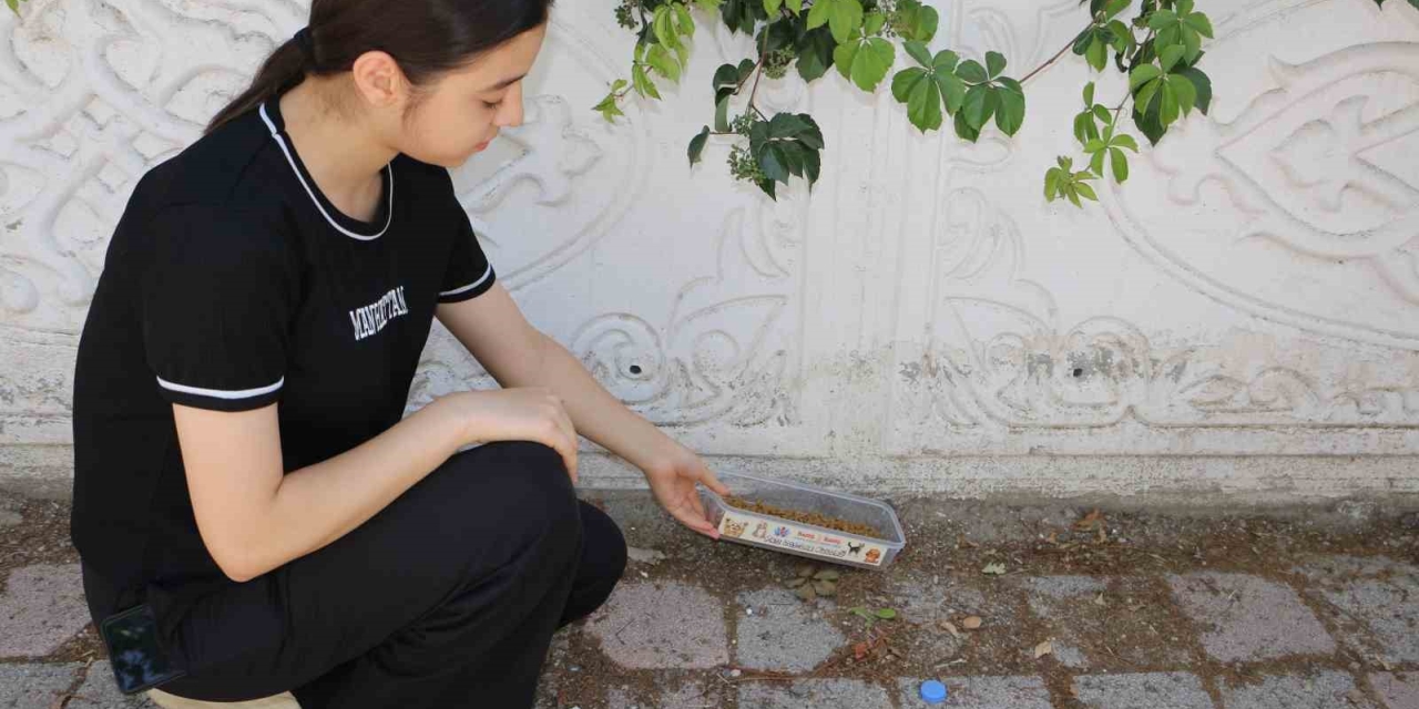 Diyarbakır’ın Kavurucu Sıcağında Sokak Hayvanları Unutulmadı