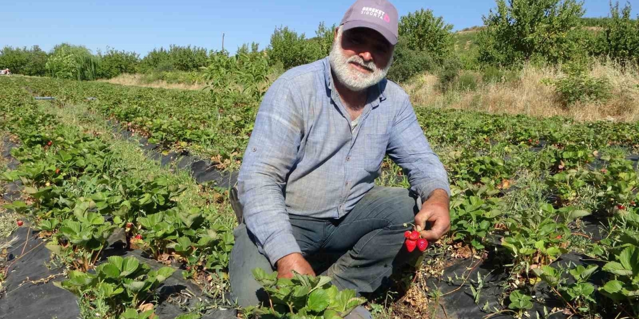 Malatya’da Çilek Hasadı Yüzleri Güldürüyor