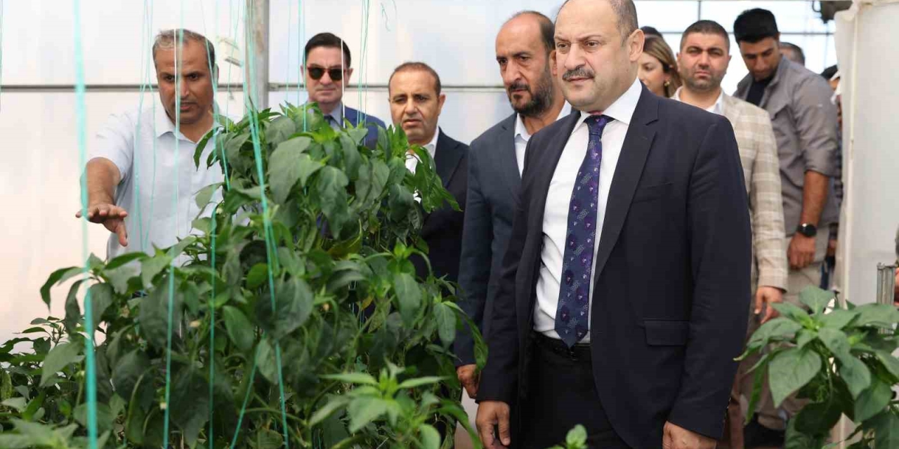 Şanlıurfa Büyükşehir Belediyesi Ata Tohumuna Sahip Çıkıyor