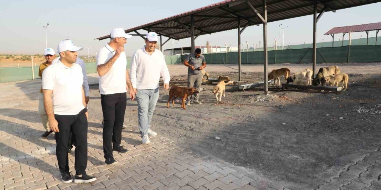 Eyyübiye, Sokak Hayvanları Sorununu Çözdü