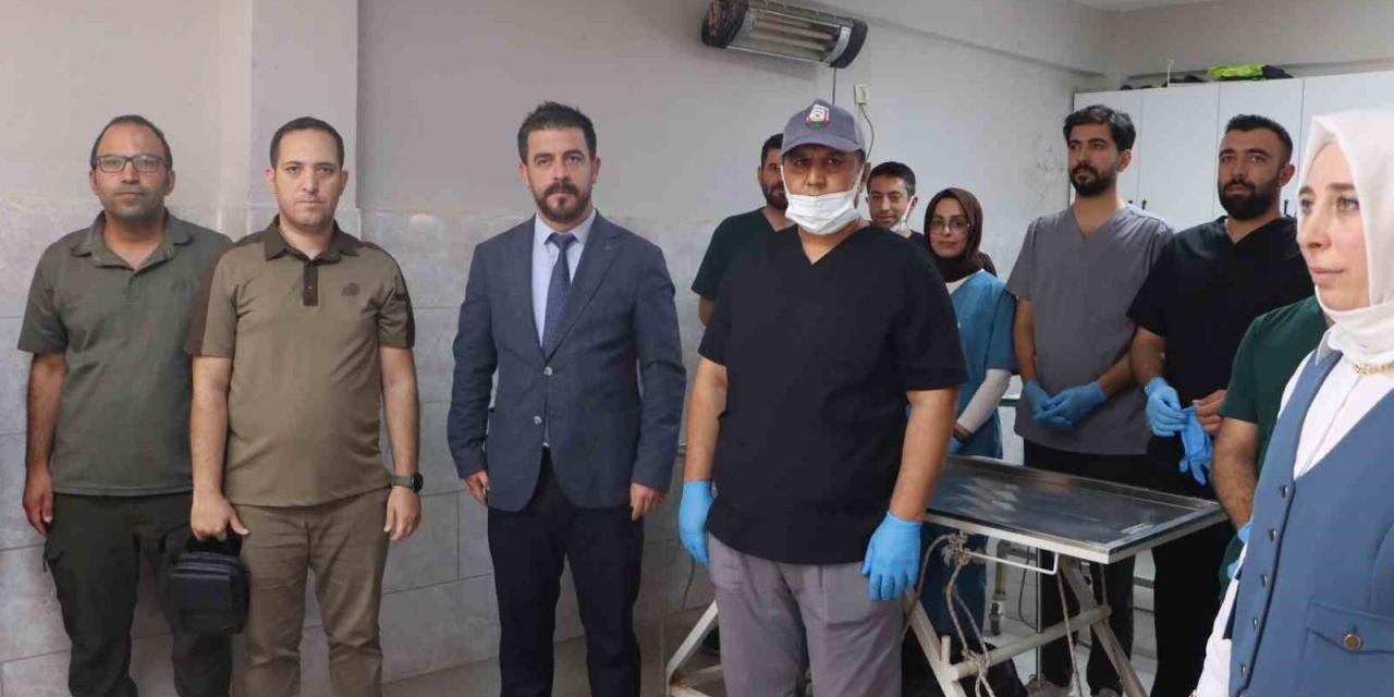 Şanlıurfa’da Sokak Hayvanları İçin Doğal Yaşam Alanı Ve Kısırlaştırma Seferberliği Başlıyor