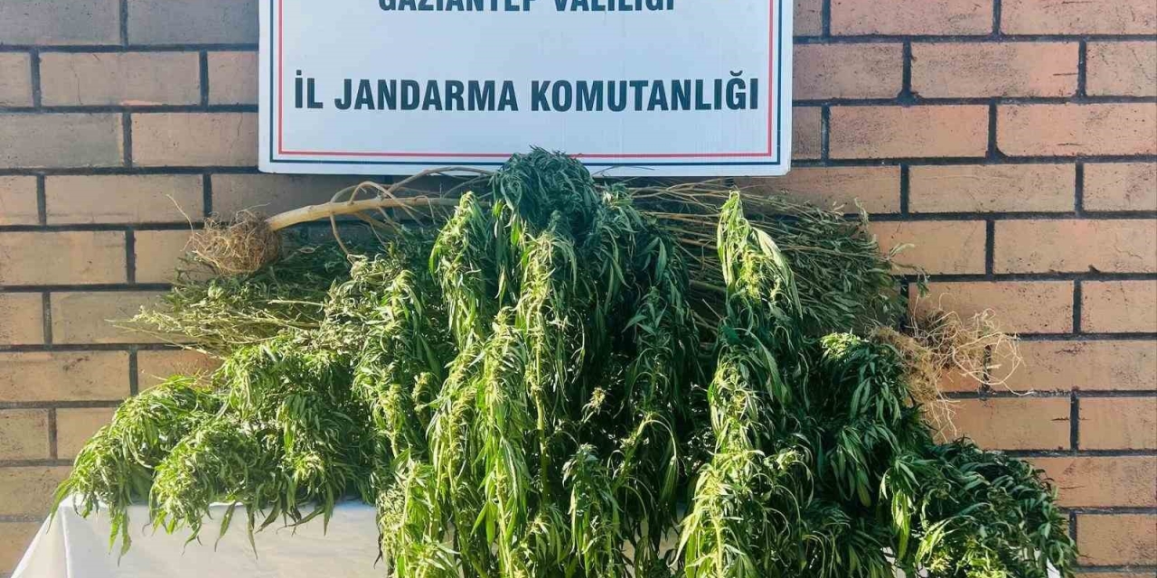 Gaziantep’te 145 Kök Kenevir Ele Geçirildi