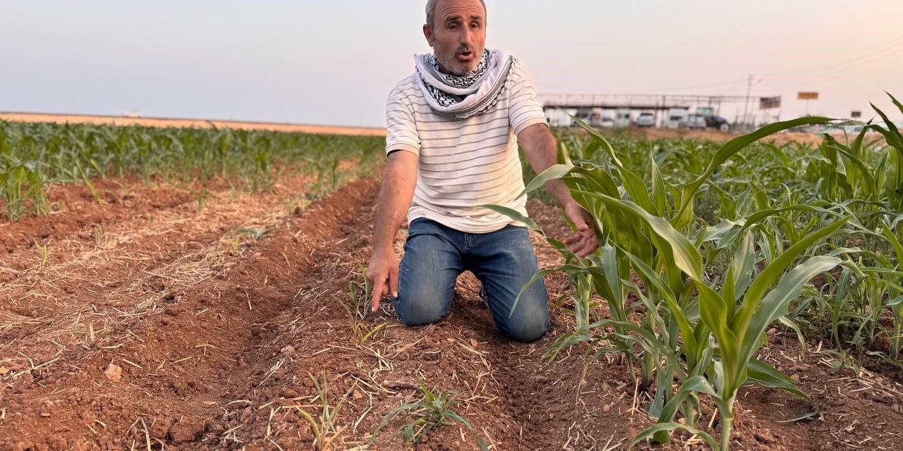 İki Tohum Arasındaki Büyüme Farkı Çiftçiyi Kızdırdı