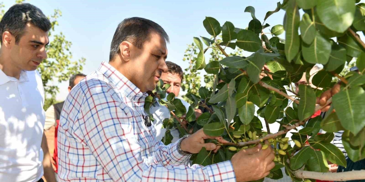 Şanlıurfa’da Boz Fıstık Hasadı Başladı