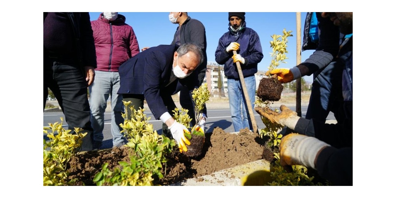 Başkan Kılınç, Refüje Çiçek Dikti