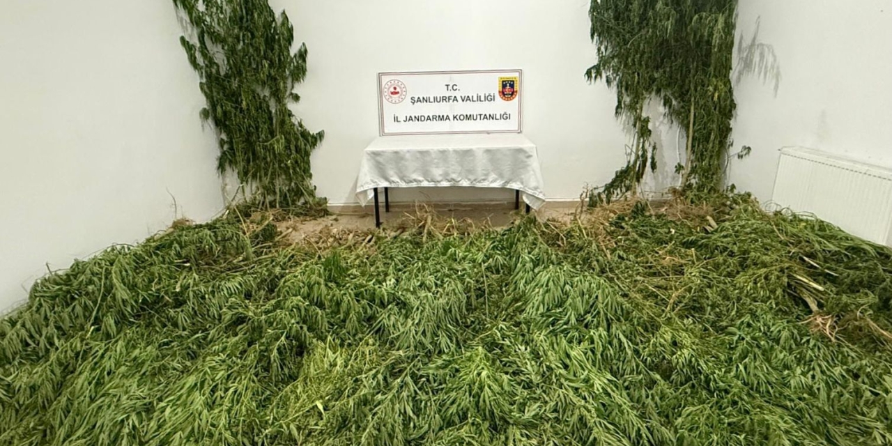 Şanlıurfa’da 2 Kilo Esrar İle 555 Kök Kenevir Ele Geçirildi: 3 Gözaltı
