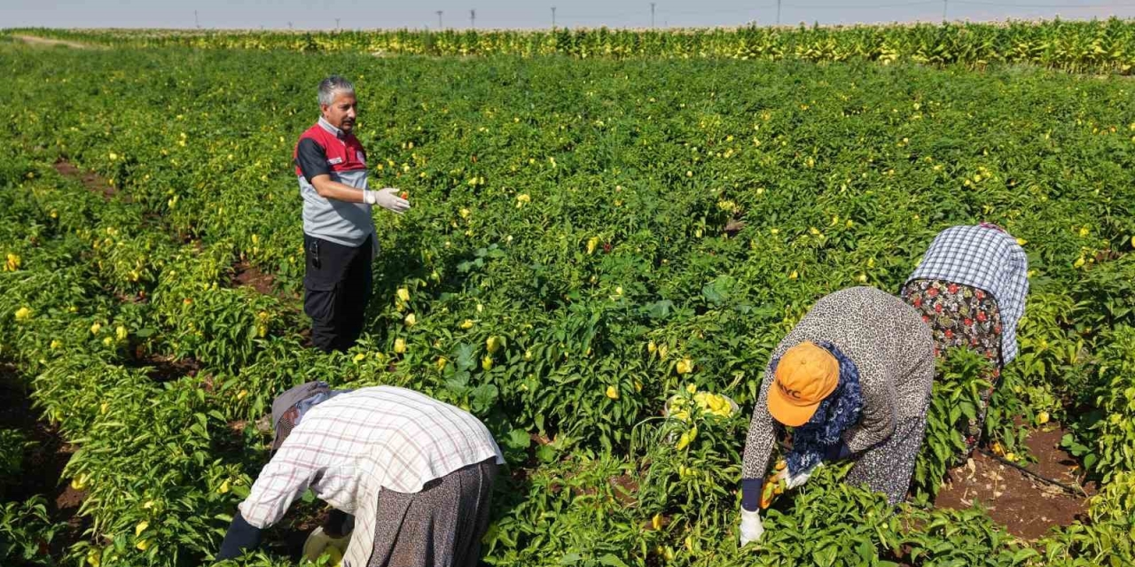 Adıyaman’da Biber Hasadı Başladı