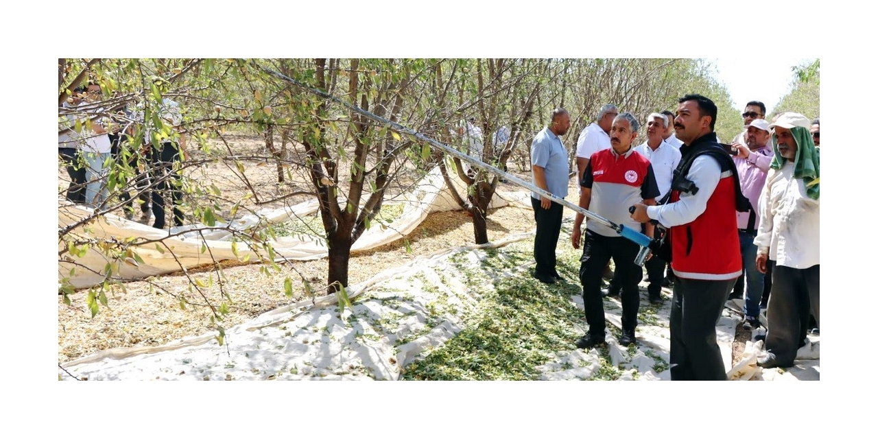 Adıyaman’da Badem Hasadı Düzenlendi