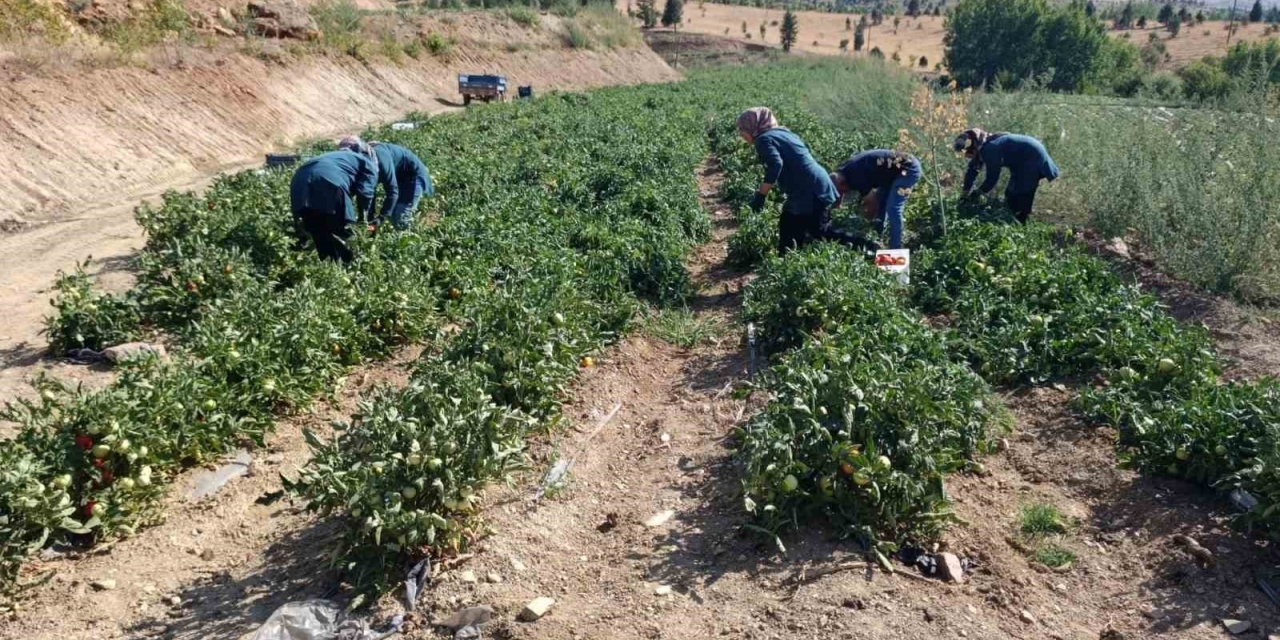 Malatya’da Kadın Kooperatifinden Organik Domates Hasadı