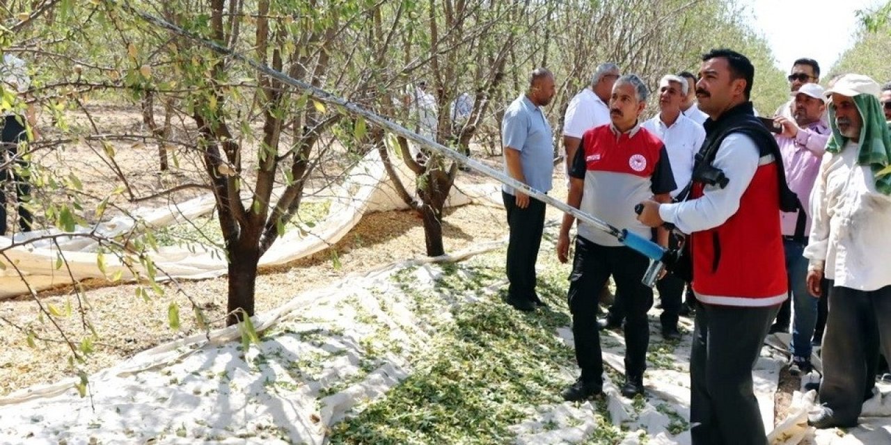 Kahta’da Badem Hasadı Düzenlendi