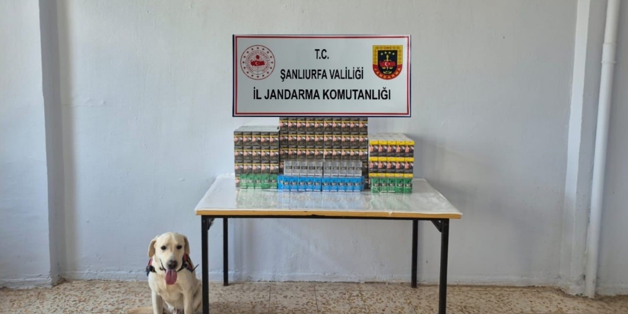 Şanlıurfa’da 7 Bin 777 Paket Gümrük Kaçağı Sigara Ele Geçirildi