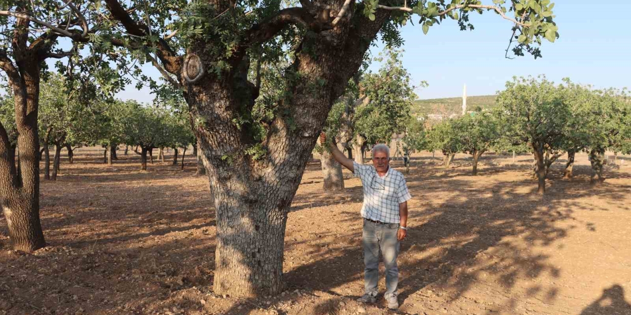 Kuraklığın Vurduğu Yüzlerce Yıllık Anıt Fıstık Ağaçları Kuruma Tehlikesi Yaşıyor