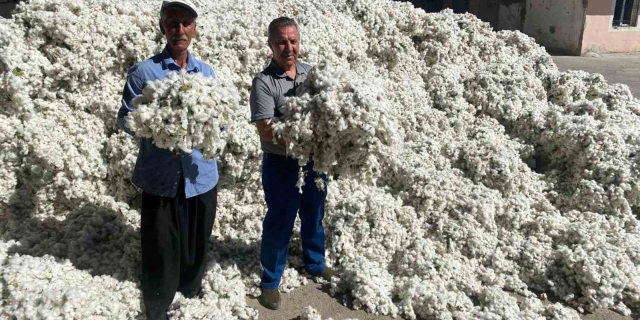 Gaziantep’in Araban İlçesinde Pamuk Hasadı Başladı