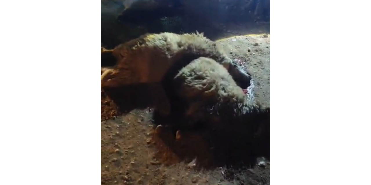 Tırın Çarptığı 13 Küçükbaş Hayvan Telef Oldu