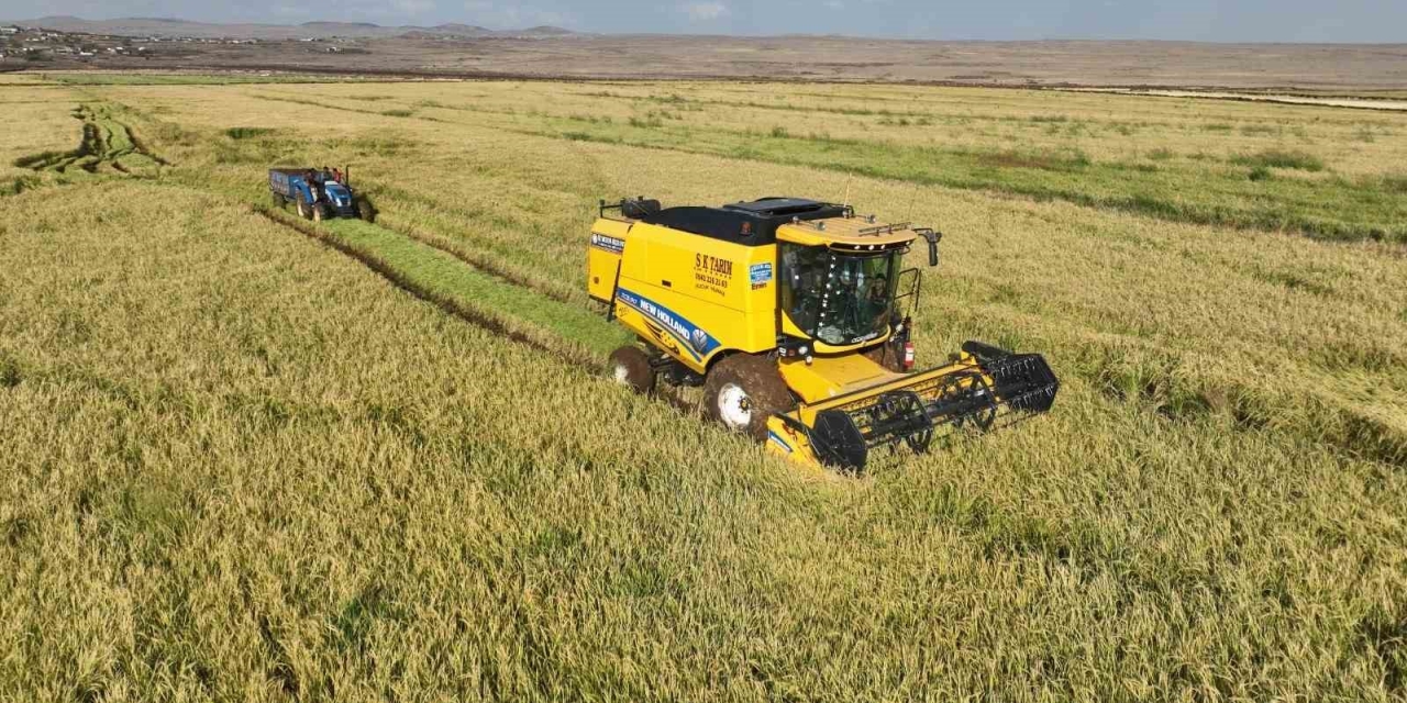 Şanlıurfa’da Yetişen Karacadağ Pirincinde Hasat Başladı