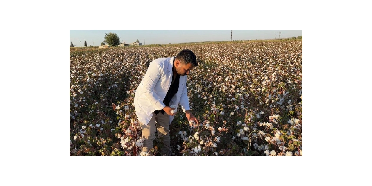 Şanlıurfa’da Beyaz Altın Hasadı Başladı
