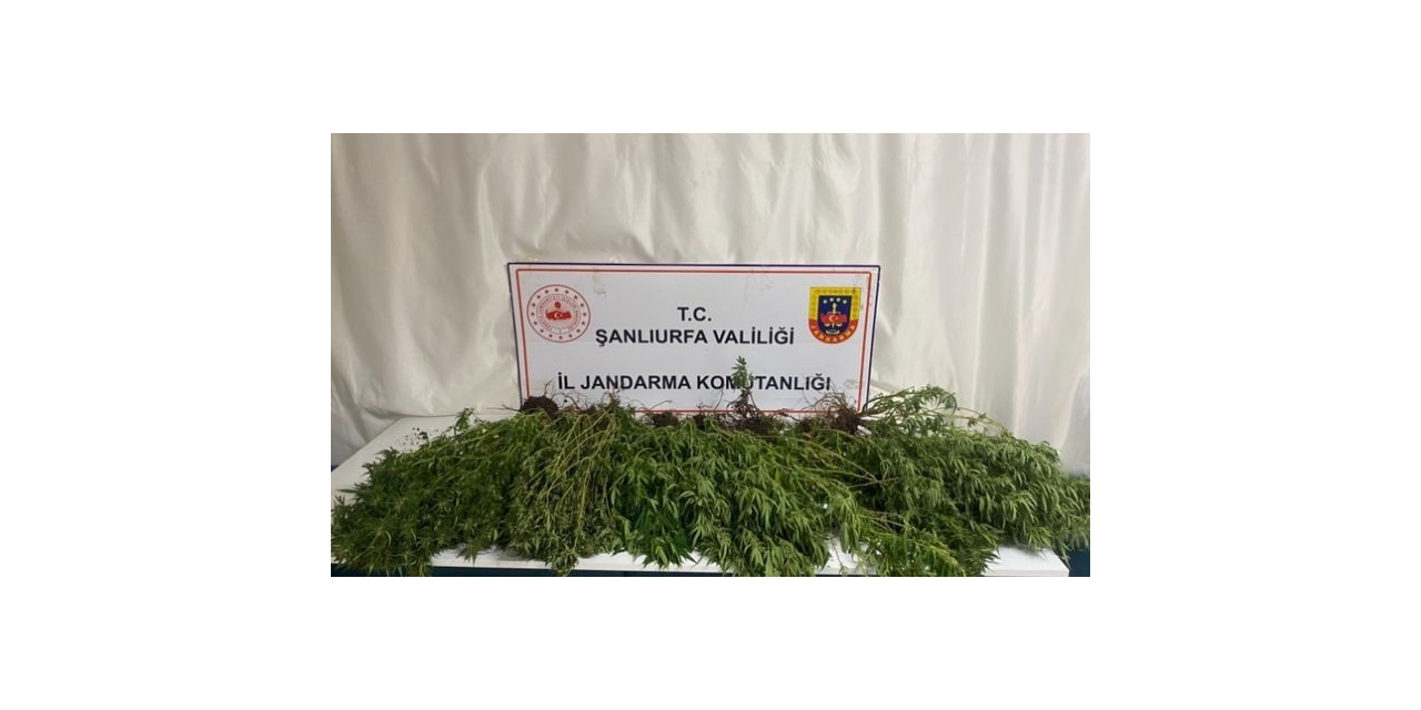 Şanlıurfa’da Silah, Uyuşturucu Ve 196 Kök Kenevir Bitkisi Ele Geçirildi