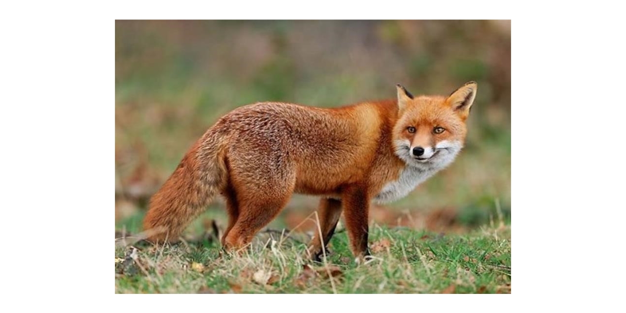 Malatya’da Yaban Hayvanları Havadan Aşılanacak